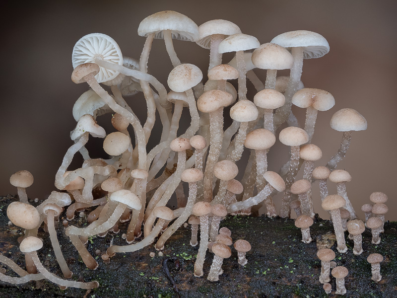 Marasmiellus ramealis